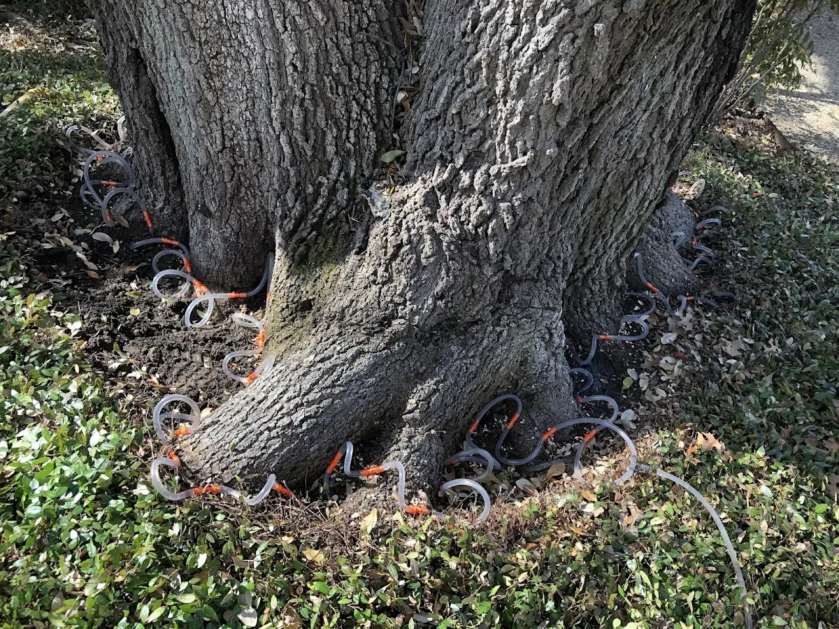 Detailed Tree Cabling and Bracing job site in Inola