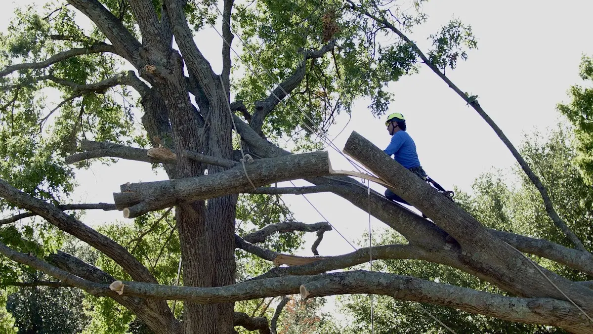 Professional Crown Thinning performed by certified arborists in Inola