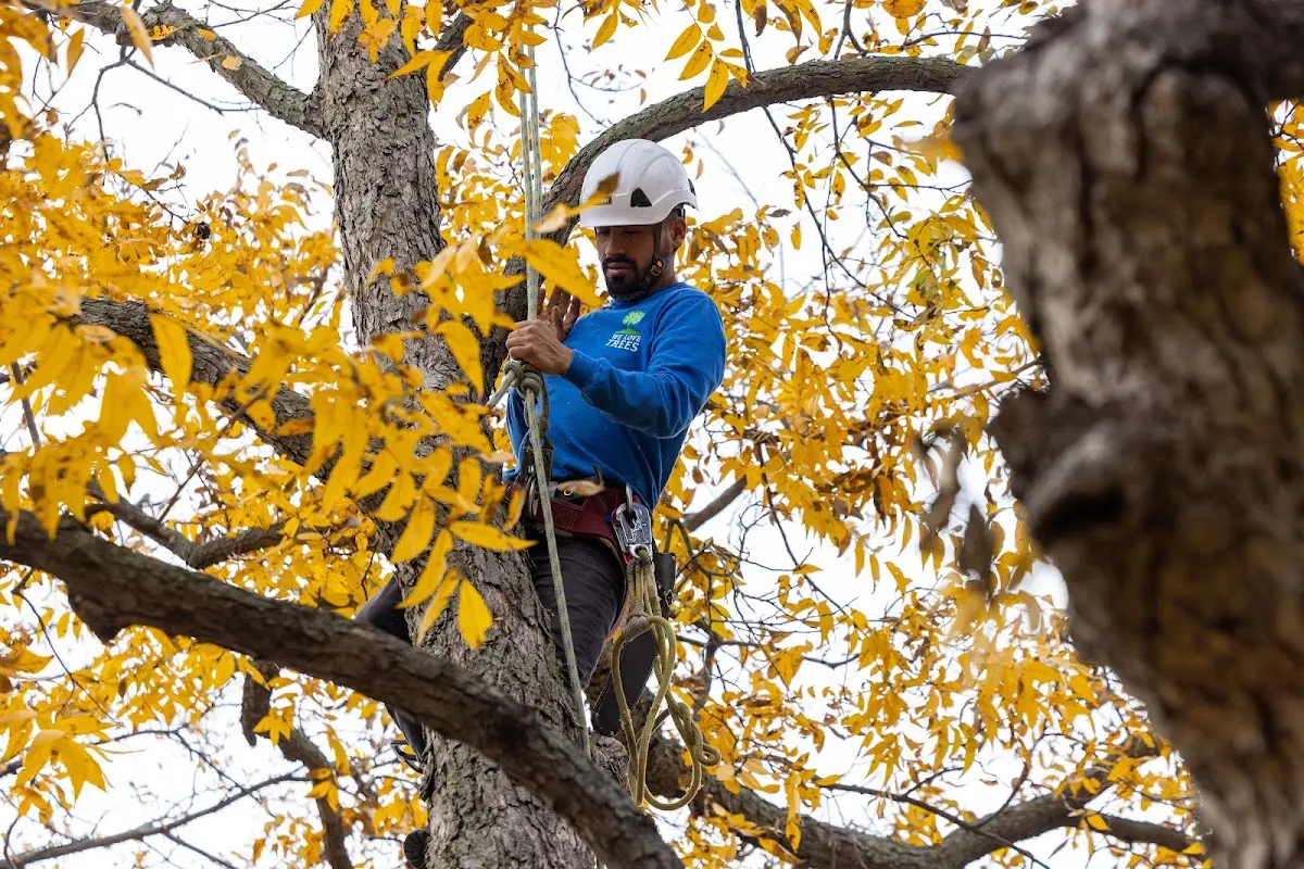 Skilled Tree Transplanting crew working in Inola